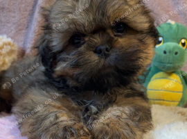 beautiful puppies for sale