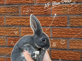 Pedigree Miniature Rex Rabbits &ndash; Ready