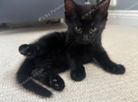 Black kitten for sale