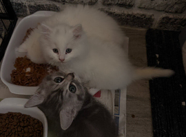 4 beautiful Persian kittens, ready now