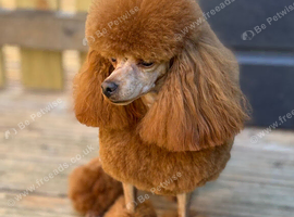 KC reg. Red Toy Poodle. Small. STUD