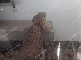 Male and female dragons
