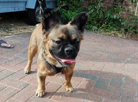 Fluffy French Bulldog