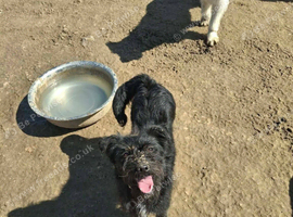 Lovely Lisa needs a home