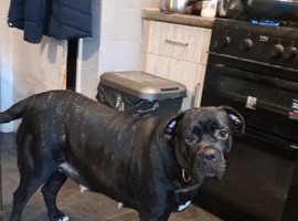 Two year old female Cane Corso
