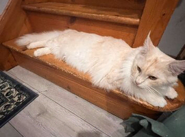 2 Maincoon Cat