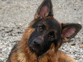 German shepard NAME: BEAR