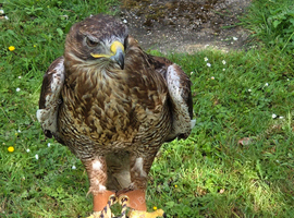 Furrutail female
