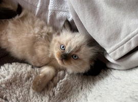 Beautiful colour point kittens