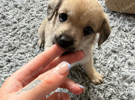 Chihuahua cross dashcund puppies