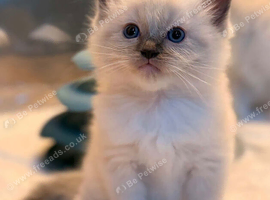 3 kittens 5 weeks old