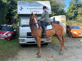 16.3hh 9yo gelding