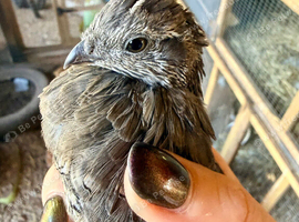 2 Californian quails - male