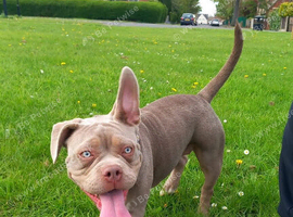 Female pocket bully
