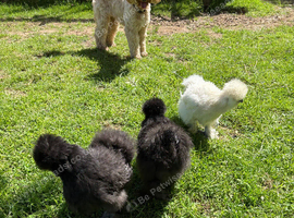 Trio of bearded Silkies