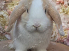 Female cream split mini lop