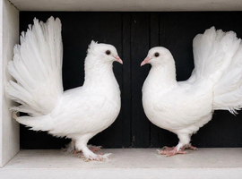 Fantails for sale