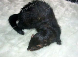 I&rsquo;m looking for solid black/self black ferrets