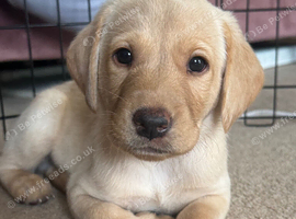 Full pedigree Labrador puppies 7 weeks old