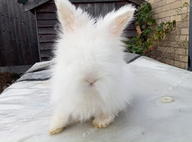 Angora bunnies
