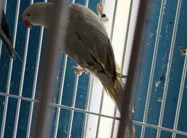 Baby&rsquo;s Indian Ringneck parrots
