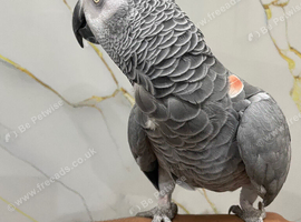 Hand tame African grey kiwi