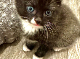Litter of four beautiful kittens
