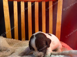 English Springer Spaniel puppies KC registered.