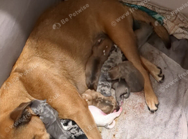Bullmastiff cross old tyme bulldog