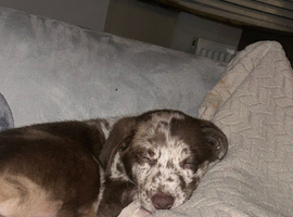 male Borador puppy