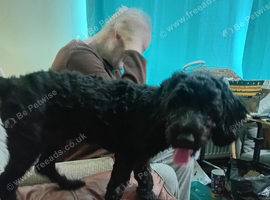 Cockapoo puppy for sale