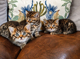 Persian Cross Kittens for Sale