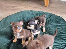 Chihuahua puppies