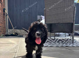 11 week old cockapoo
