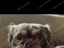 FLUFFY OLDE TYME BULLDOG - PET HOME