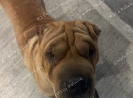Shar pei
