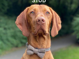 Viszla stud