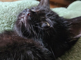 Good loving homes wanted for kittens