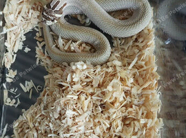 Young male superconda