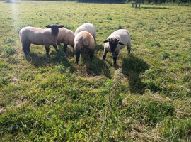Starter flock