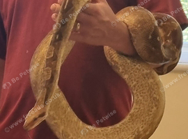 Boa constrictor