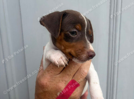 Jack Russell puppy&rsquo;s for sale