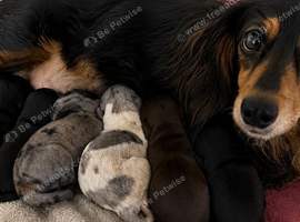 Two female longhair miniature dachshunds