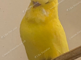 Adult birds  and baby budgies