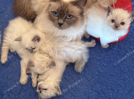 Adorable Ragdoll Kittens
