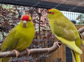 Young Kakarikis for new homes