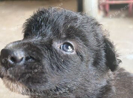 Gorgeous homebred Shollie pups