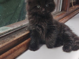 Ragdoll X Maincoone kittens