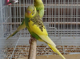 Split black wing carrier baby budgies