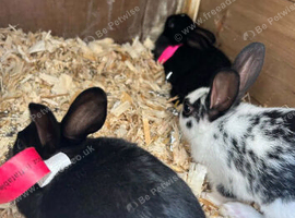 Baby english rabbits